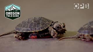 Rare colony of Western painted turtles near Portland | Oregon Field Guide