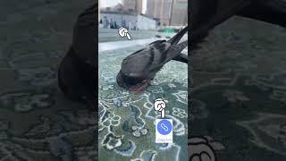 MashaAllah SubhanaAllah ️ Viral Video #Viral#trending #religion #Sheryar Official