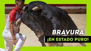 Los TOROS SALVAJES más BRAVOS soltados en 2024 ¡Qué ANIMAL!