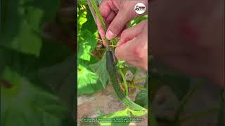 How to Straighten Bent Cucumbers in 2 Days! #GardeningTips #CucumberHack #PlantCare