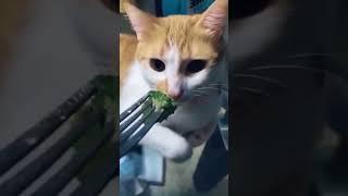 If you laugh, you restart, part 29 #animals #funnyanimals #funny #exlittlebeans #shortvideo