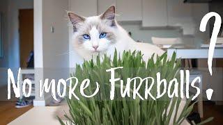 No more FUR BALLS? Growing cat grass for INDOOR cats | Ragdolls Pixie and Bluebell