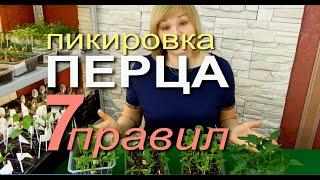 ПИКИРОВКА ПЕРЦА и БАКЛАЖАНОВ! ВЫПОЛНИТЕ СЕМЬ ПРАВИЛ! Советы от ЗЕЛЕНОГО ОГОРОДА!