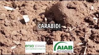 Carabidi: importanti bioindicatori della qualità del terreno