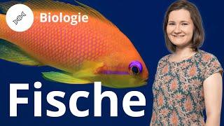 Fische: Körper, Fortbewegung, Fortpflanzung – Biologie | Duden Learnattack