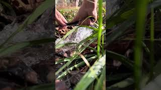 Clogged stormwater outfall