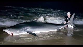 Landbased Shark Fishing Ep 2 BIG Tiger Sharks