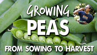 Growing Peas From Sowing to Harvest 