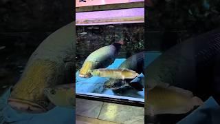 Arapaima vs  poor Arowana attack. #short #shorts #fishing #arapaima #fish #monsterfish
