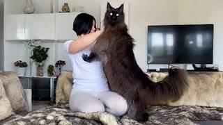 Maine Coon Has Grown to The Size of Its Owner