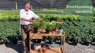 Nicholas Staddon Shares Gardenia jasminoides 'Veitchii' (Everblooming Gardenia) from Everde Growers