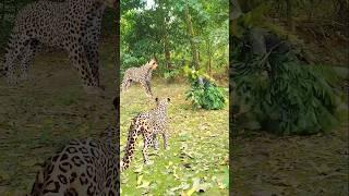 Two Leopold attack jungle men, Help,  help,  #vfx #wildlife #animals #foryou #subscribe #video