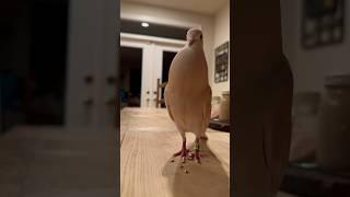 Coo and snack #dove #animals #cute #pet #birdsounds