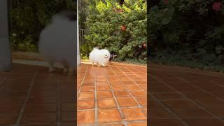 Lulu da pomerania #pets #animais #desenho #gatinho #gato #cachorro #shorts #short #lulu #spitz #cat