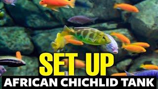 How To Setup An African Cichlid Tank 