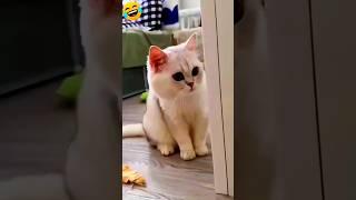 #Cat tmhe dekh kr Krna chahiye na #funny #tutupuja22 #ytshort #shorts #trending #new #viral #comedy