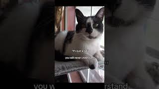 my cat my everything  #goodvibes #vibes #cute #cat #cats #kitten #pets #animals