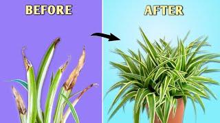 5 Tips to STOP Brown Tips on Spider Plant - Spider Plant Care Indoor