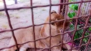 ️Привет от льва Шер-Хана. Даже с кипером подружился! #лев_ШерхХан #animals #lions