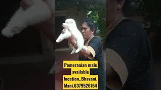 olagadam Pets Mani