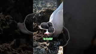 Rastreadores De Trufas #shorts #trufas #cerdos #pig #truffle #rastreador #equipo #hongo #delicia