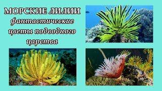 МОРСКИЕ ЛИЛИИ - Фантастические цветы подводного царства