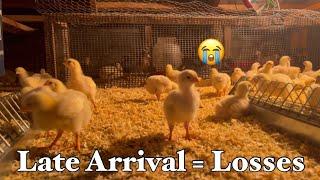 Our First Batch of Meat Chickens(Broilers)
