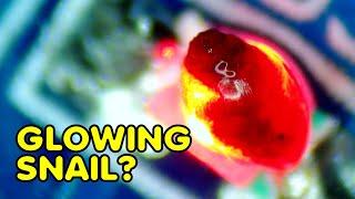 GLOWING and FLASHING Snail?! | I put a SNAIL under the microscope