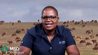 Internal Parasite Control in Ruminant Animals