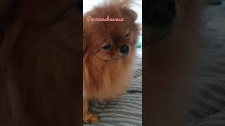 расчесываемся️️️ #боня #лола