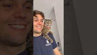 Bella talks #cats #catshorts #cat #catvideos #catlovers #catmemes #kitty #kitten #kittens #pets