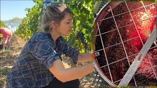 Wine Making Process in Bordeaux - Step by Step Explanation/Fun Documentary