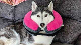 My Husky Has to Wear the CONE of Shame!