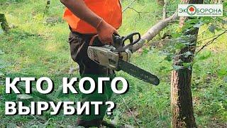 ️️СРОЧНО! Жители останавливают вырубку в Сабурово #Красногорск