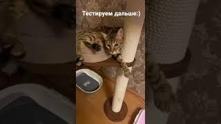 #shorts бенгальский кот