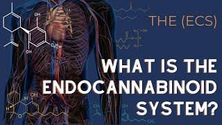 The Endocannabinoid System Explained