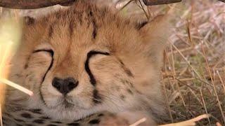 Cheetah Cubs Find Perfect Nap Spot | Little Big Cat | BBC Earth Kids