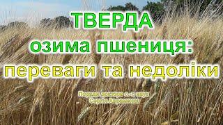 Тверда озима пшениця: її переваги та недоліки