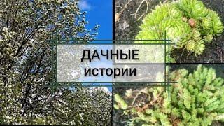 Дачные истории. Часть 2