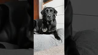 My Dog's Life Philosophy (It Involves Naps & Zero Judgment) 