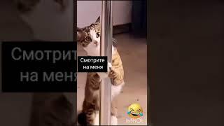Кошачий стриптиз #приколы2021