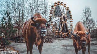 Chernobyl Jungle