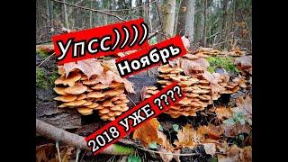 ГРИБЫ в Ноябре 2018, Подмосковье 2018