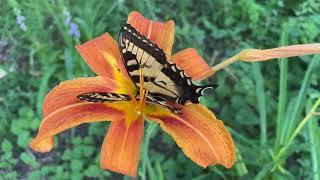 Great Spangled Fritillary, Pearl Crescent, & Tiger Swallowtail in Summer