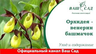 Орхидея - венерин башмачок. Ваш сад