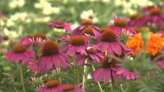 Purple Coneflowers - Southern Gardening TV