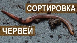 Вермитехнологии. Сортировка червей.