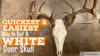 QUICKEST & EASIEST DIY Method to Get a Super WHITE DEER Skull