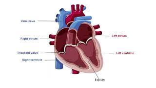 AS Biology - Mammalian heart structure (OCR A Chapter 8.5)