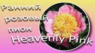 Ранний розовый пион HEAVENLY PINK / Сад Ворошиловой